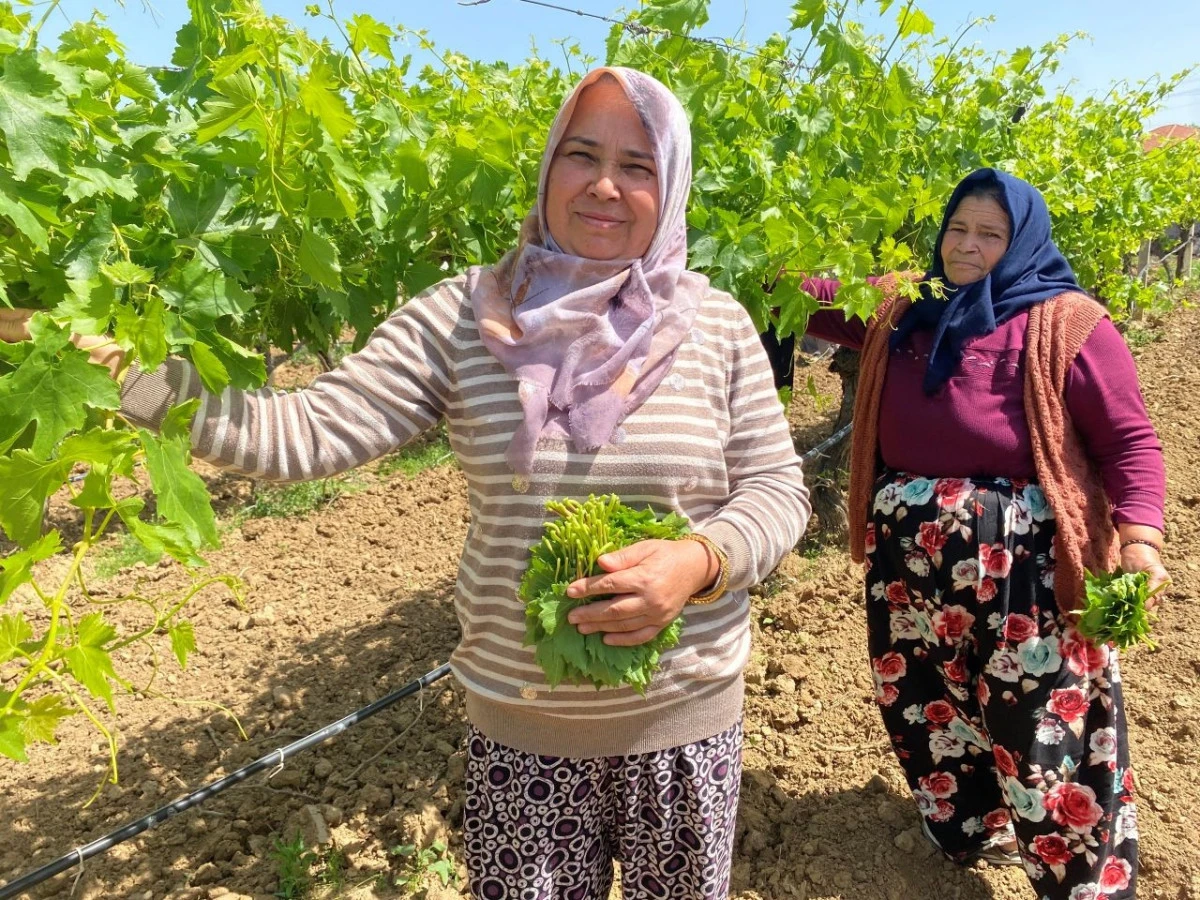 Alaşehir’de Asma Yaprağı, Üzümden Daha Çok Kazandırıyor