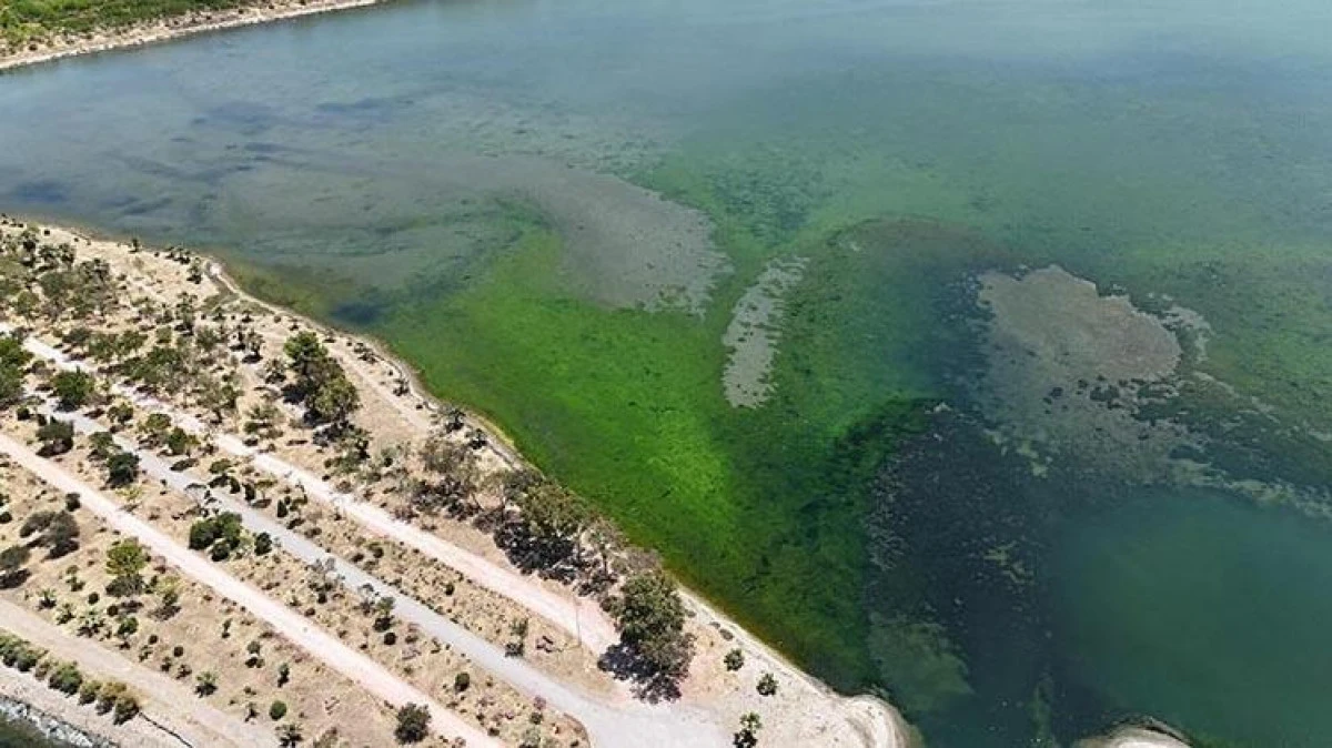 İzmir’in Çakalburnu Lagünü’nü Deniz Yosunları Kapladı