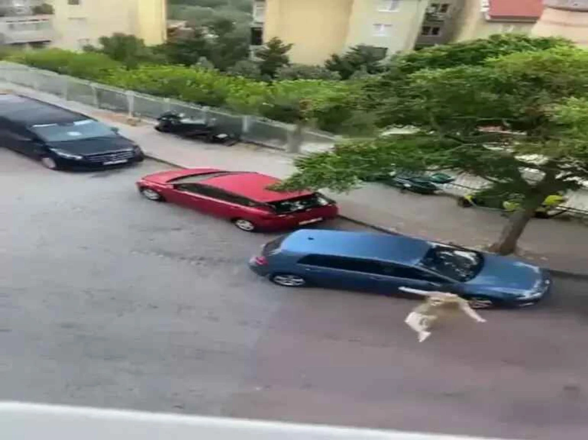 Kağıthane’de Alkollü Şahıs Araç Aynalarını Kırdı, Güvenliğe Saldırdı