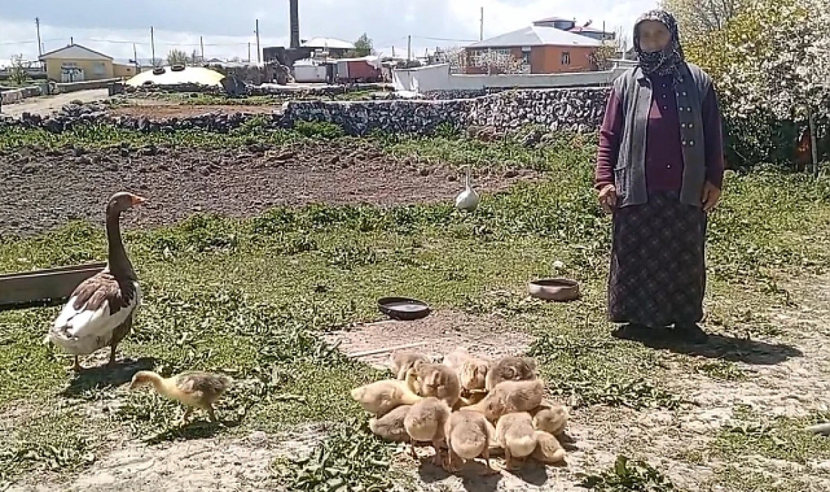 Kars’ta kaz eti gram altınla yarışıyor