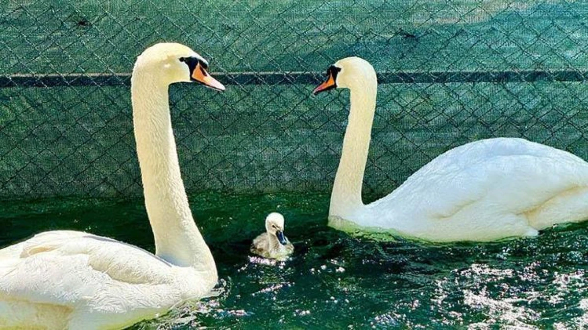Kuğulu Park’ta 15 Yıl Sonra İlk Beyaz Kuğu Yavrusu Dünyaya Geldi